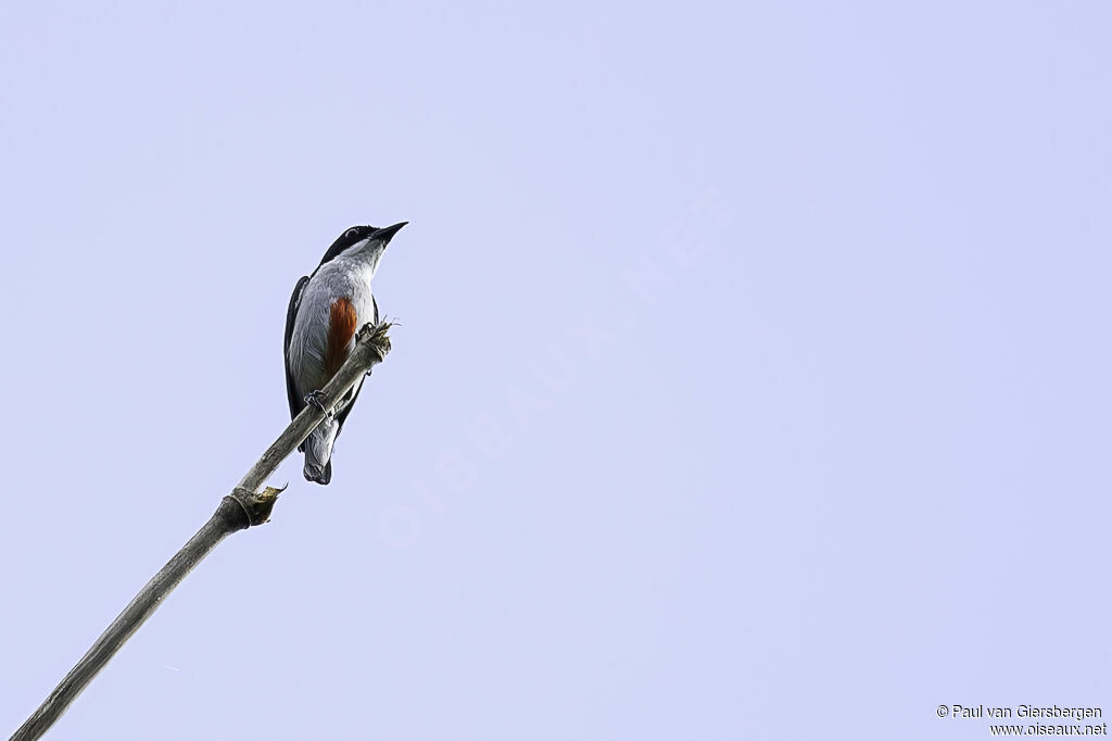 Red-keeled Flowerpeckeradult