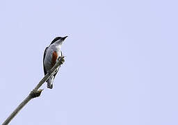 Red-keeled Flowerpecker