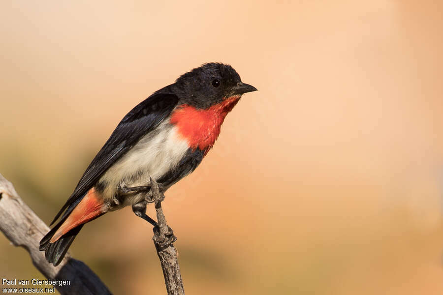 Mistletoebird male adult, identification