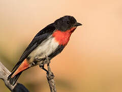 Mistletoebird