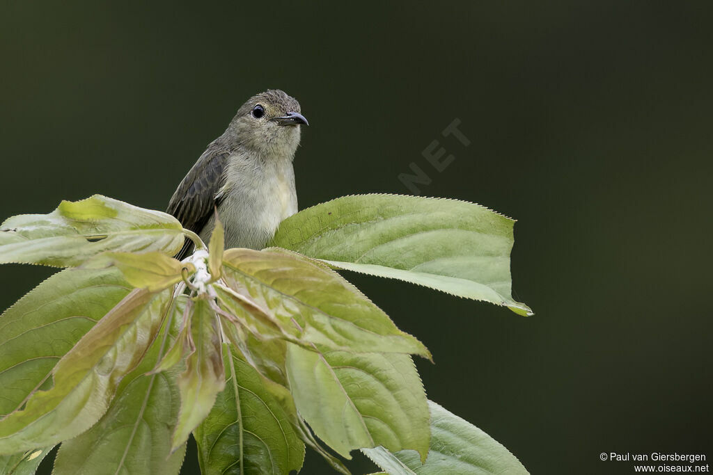 Plain Flowerpeckeradult