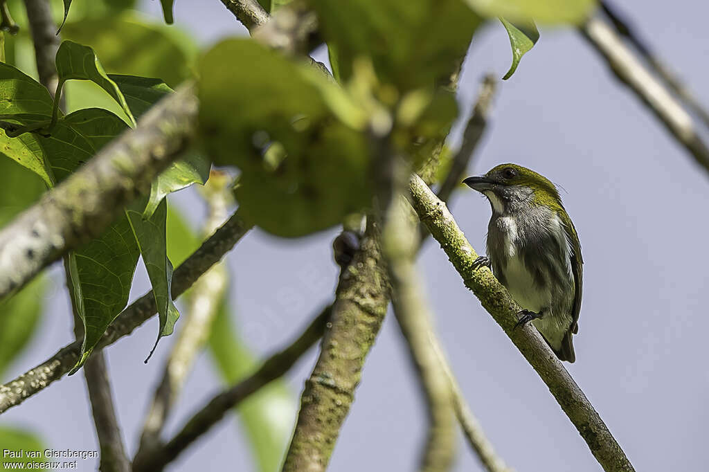 Olive-backed Flowerpeckeradult