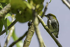 Olive-backed Flowerpecker