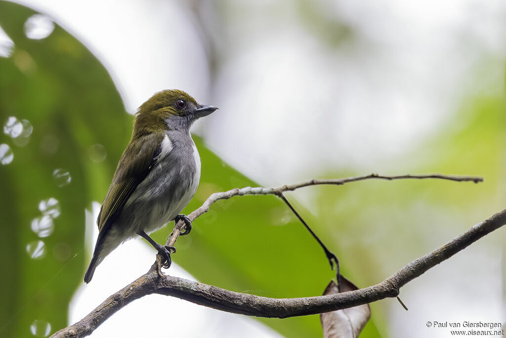 Olive-backed Flowerpeckeradult