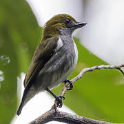 Olive-backed Flowerpecker