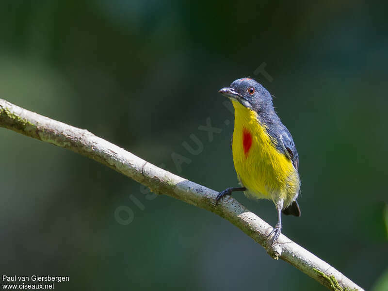 Crimson-breasted Flowerpeckeradult