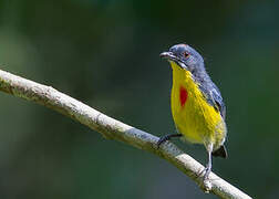 Crimson-breasted Flowerpecker