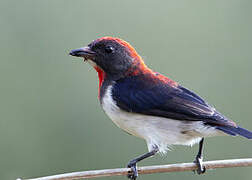 Black-fronted Flowerpecker