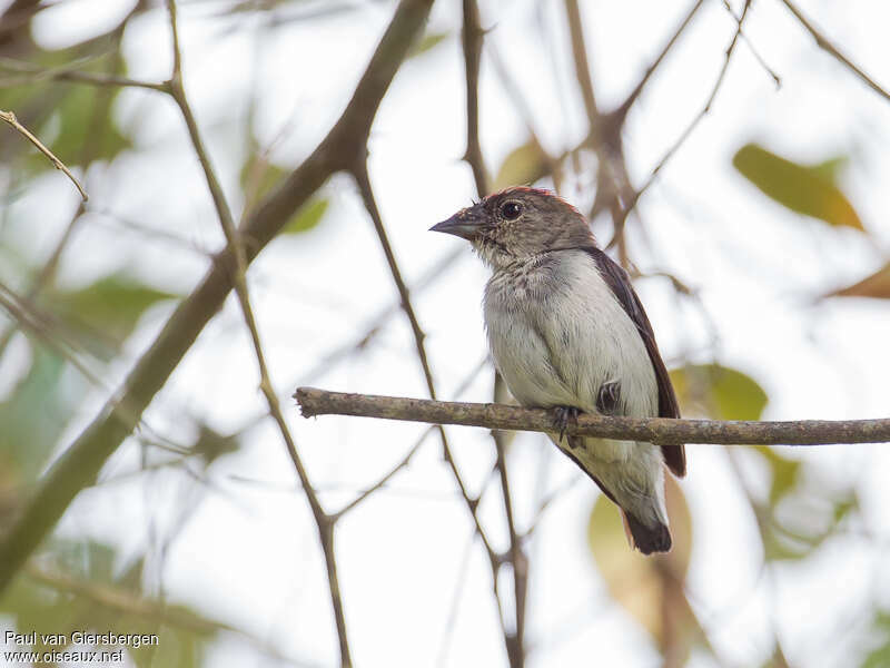 Black-fronted Flowerpecker female adult