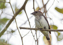 Black-fronted Flowerpecker