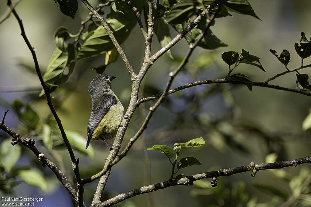 Pygmy Flowerpecker female adult