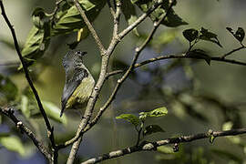 Pygmy Flowerpecker