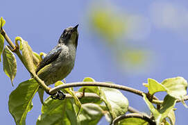 Pygmy Flowerpecker