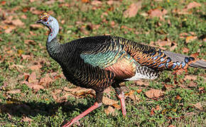 Ocellated Turkey