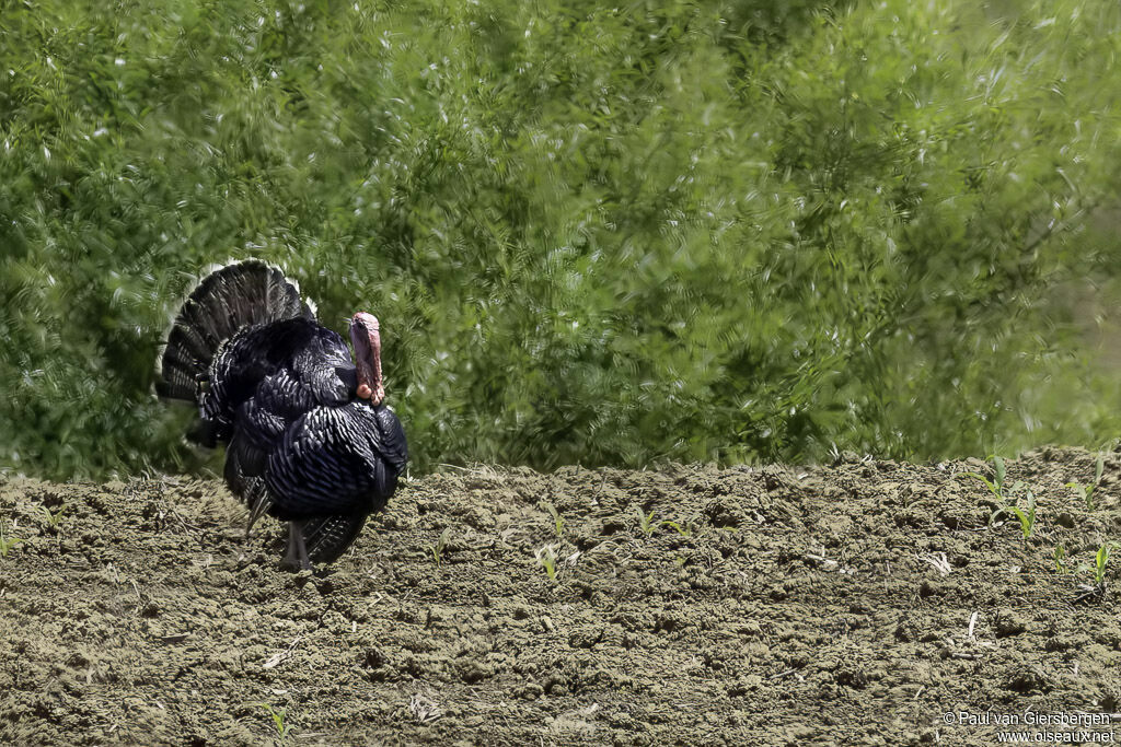 Wild Turkey male adult