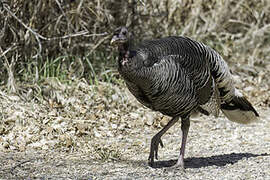 Wild Turkey