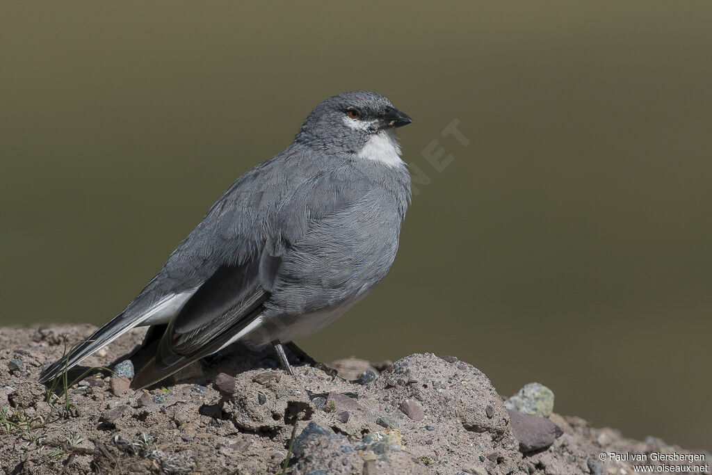 Diuca leucoptèreadulte