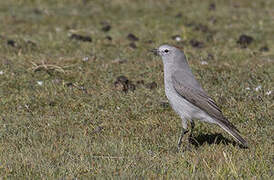 Rufous-naped Ground Tyrant