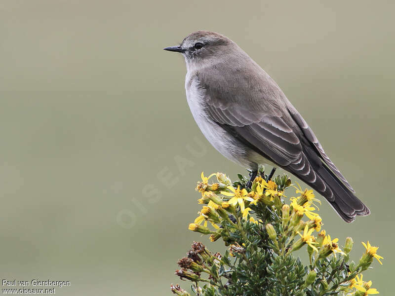 Paramo Ground Tyrantadult, identification