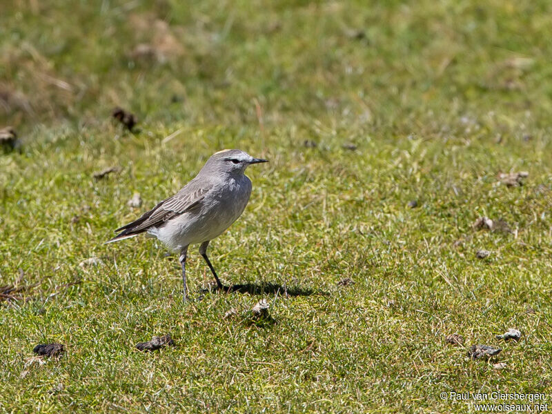 Ochre-naped Ground Tyrant