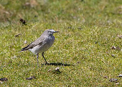 Ochre-naped Ground Tyrant