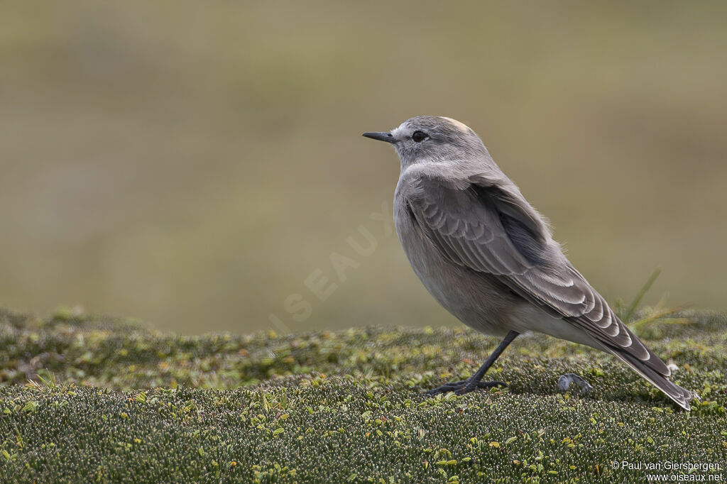 Ochre-naped Ground Tyrantadult