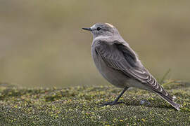 Ochre-naped Ground Tyrant