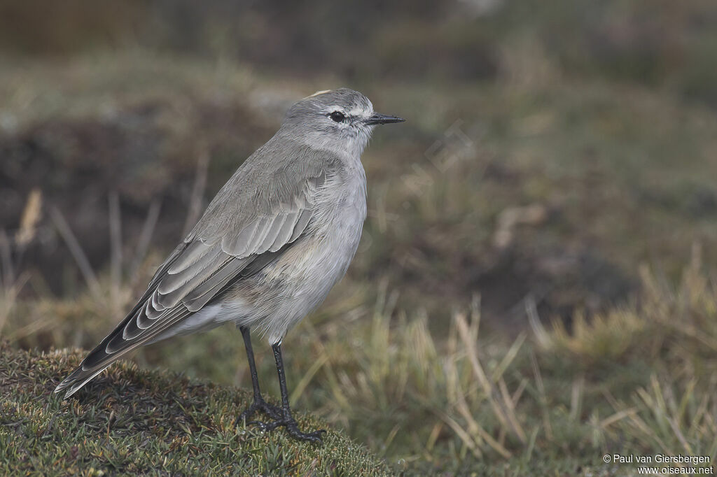 Ochre-naped Ground Tyrantadult