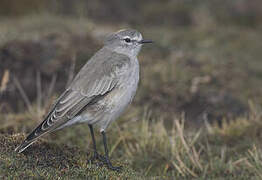 Ochre-naped Ground Tyrant