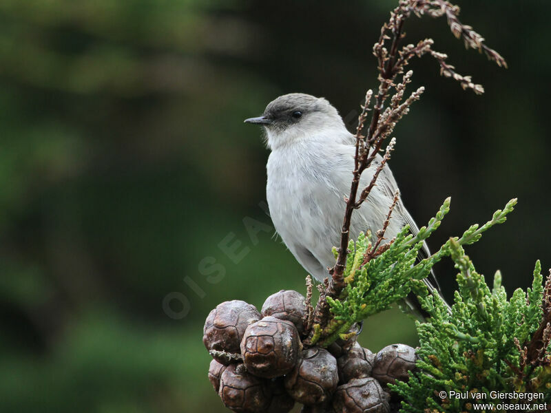 Dark-faced Ground Tyrant