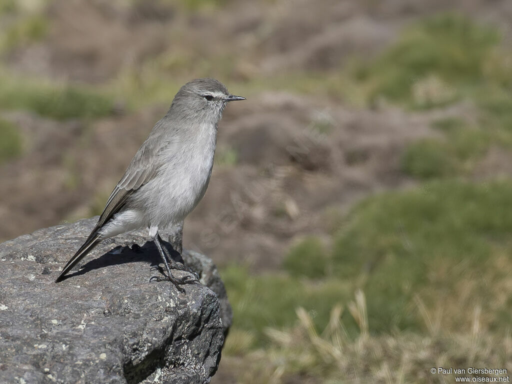 Taczanowski's Ground Tyrantadult