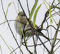 Dormilon fluviatile