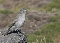 Dormilon gris