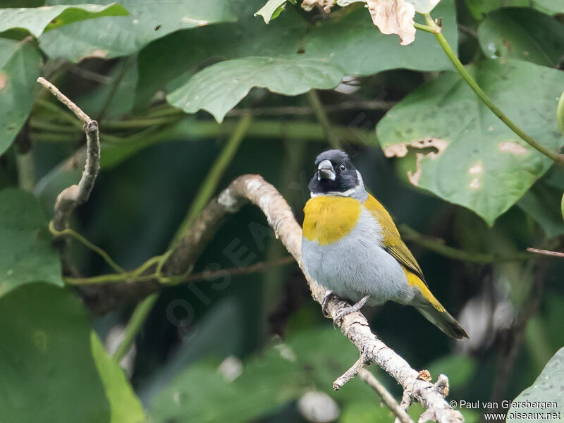 White-collared Oliveback