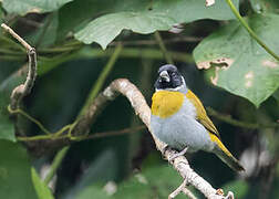 White-collared Oliveback