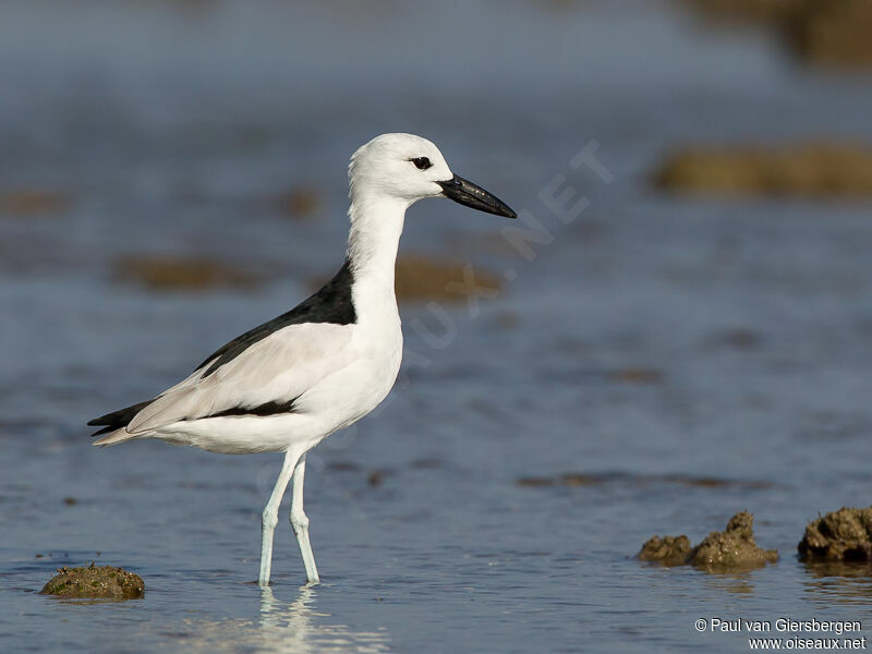 Crab-plover