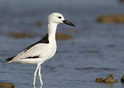 Crab-plover