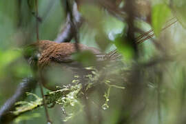 Brown Emutail