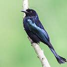 Drongo à crinière