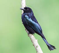 Hair-crested Drongo