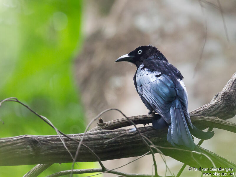 Drongo à crinière