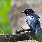 Drongo à crinière
