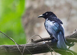 Hair-crested Drongo