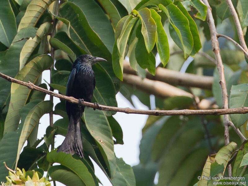 Drongo à crinière