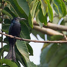 Drongo à crinière