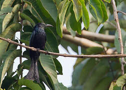 Hair-crested Drongo