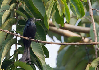 Drongo à crinière