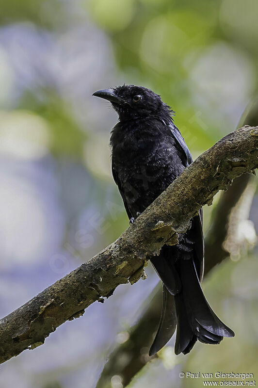 Drongo à crinièreadulte