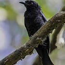 Drongo à crinière