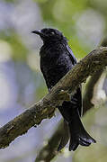 Drongo à crinière